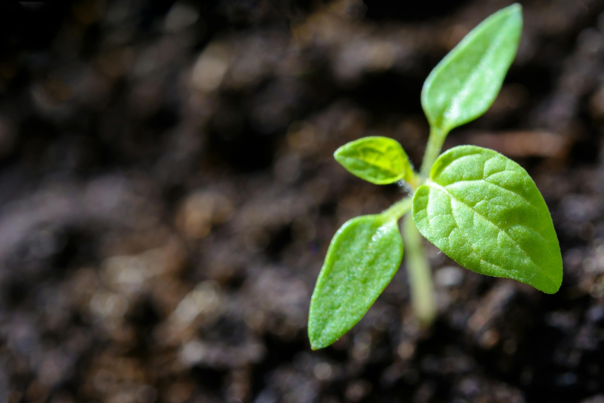 Eco-Friendly Advertising: Leveraging Programmatic Ads for Sustainable Campaigns