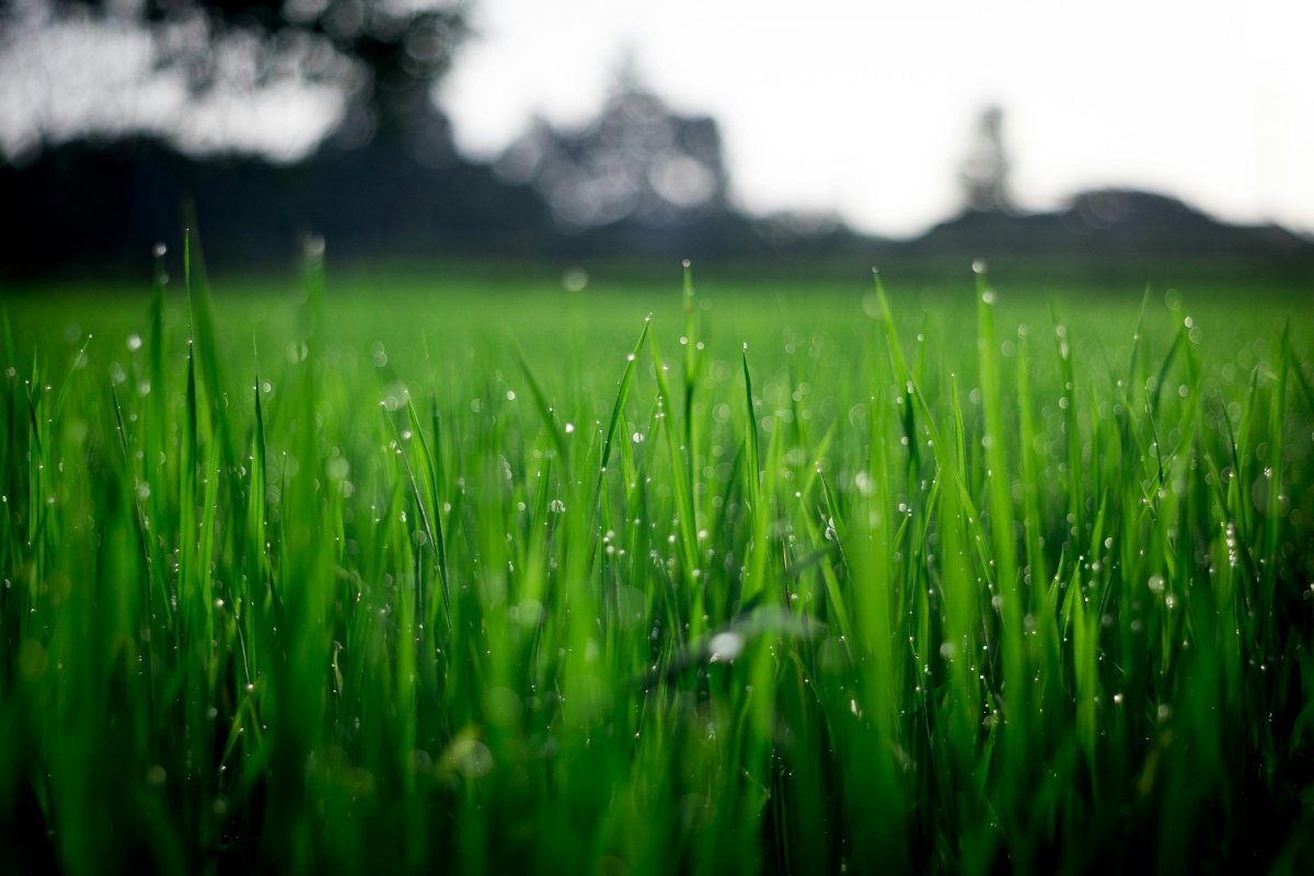 SEO for Sustainability: How Green Marketing Campaigns Can Rank Higher